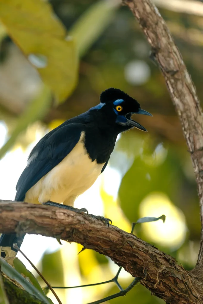 A plush-crested jay perched on a branch in the grounds of Hotel das Cataratas, Brazil.
