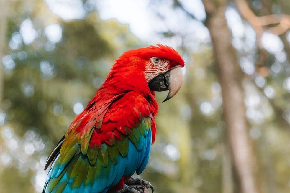 A red-and-green macaw perched among the trees near Hotel das Cataratas in Foz do Iguaçu, Brazil.